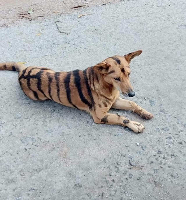 Индийский фермер перекрасил свою собаку под тигра, чтобы отпугивать диких обезьян, которые разворовывают его урожай