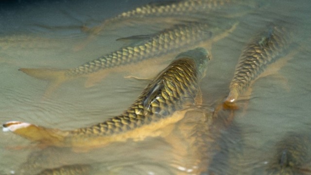 Золотой махсир: Настоящий речной тигр. Рыба, чья сила превращает простую рыбалку в экстремальное состязание