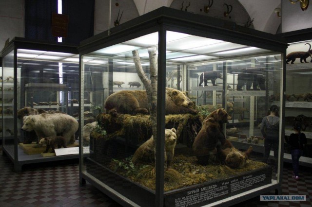 Зоологический музей СПб
