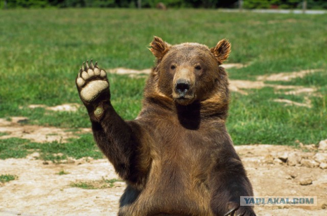 Обычная суббота, обычный Таганрог, мужчина выгуливает медведя во дворе
