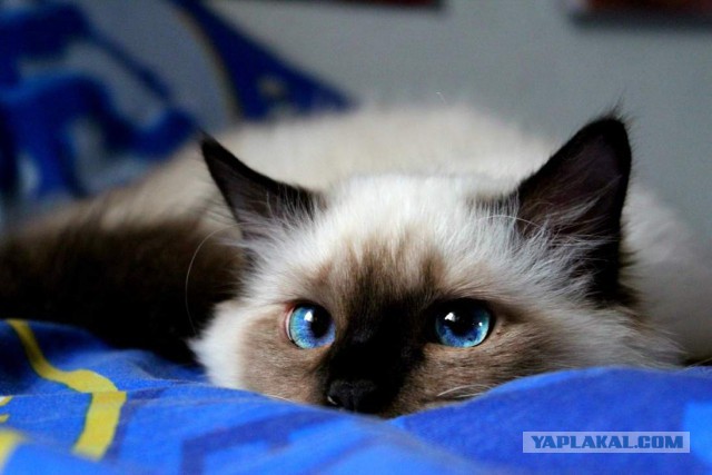 Топ 10 самых любимых и популярных пород кошек