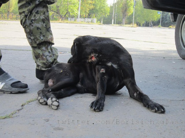 Хроника войны и быта ополченцев