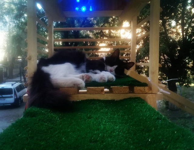 Волгоградец построил кошке отдельную лестницу с подсветкой