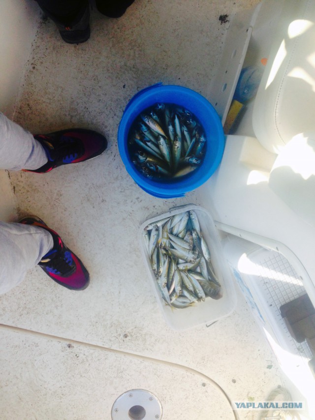 Морская рыбалка/прогулка в Анапе