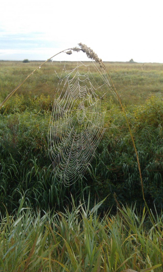 Немножко мобило-фоток с открытия осенней охоты