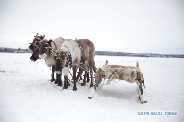 Новый Уренгой-Надым, покатушки  в выходные на День Оленевода