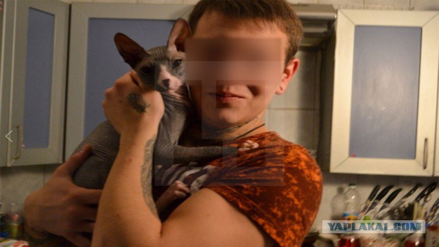 Житель Оренбурга похвастался в соцсетях фото расчленённых кошек