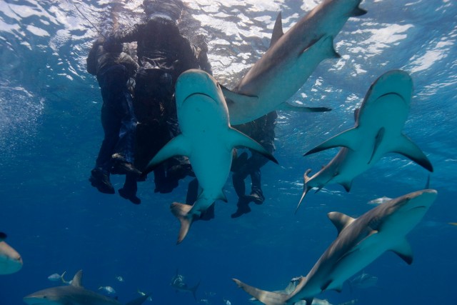 100 часов рядом с акулами: Месть за бомбардировку Хиросимы