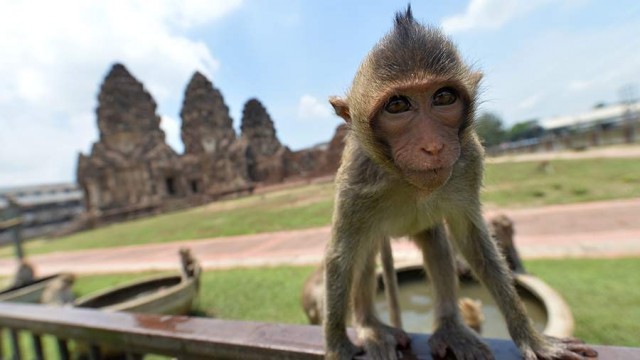 Полиция устроила рейд по отлову обезьян