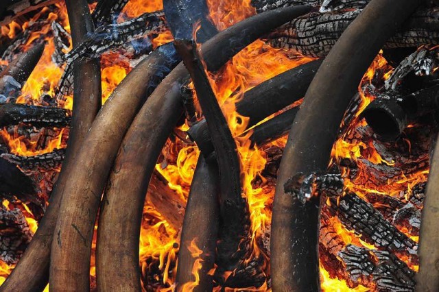 В Кении сожгли 5 тонн слоновой кости