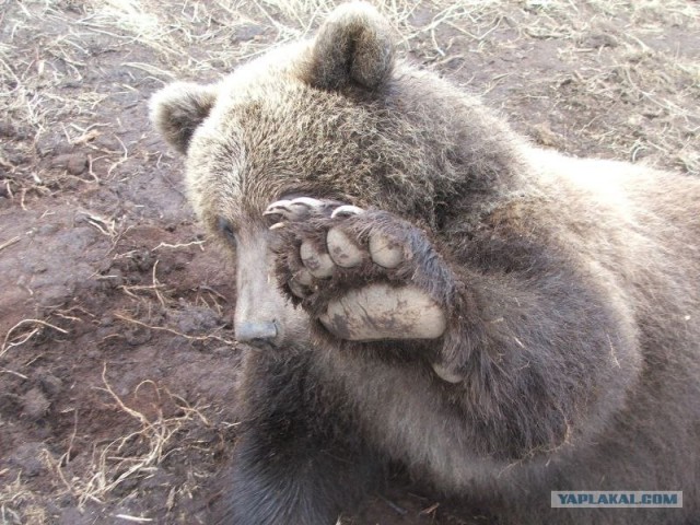 Дружба с медведами