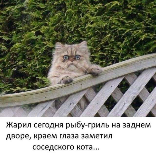 Кото-мистический вторник