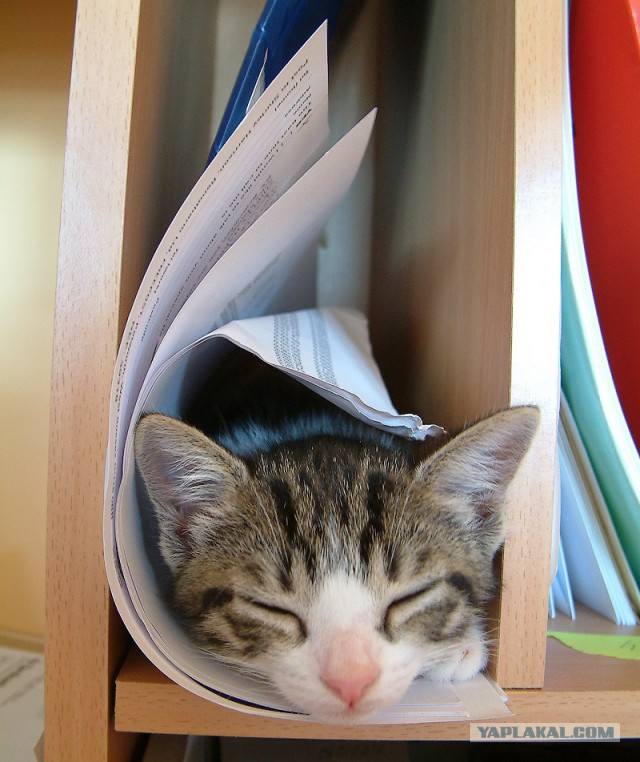 Как спят кошки: интересные факты