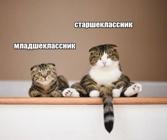 Котаны...