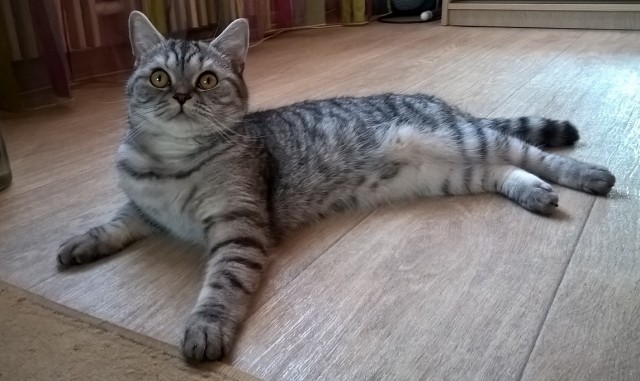 Кот, британец 8  месяцев, ищет хозяев в Волгограде