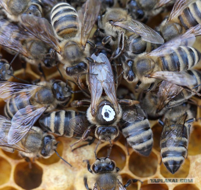 Хобби - пчеловодство