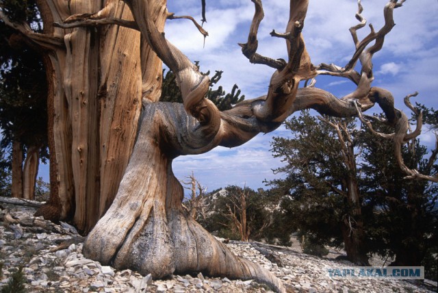 http://s00.yaplakal.com/pics/pics_preview/2/2/9/5102922.jpg