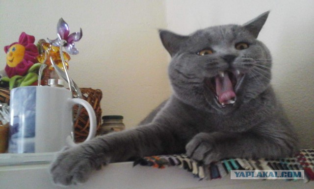 В Новочеркасске соседский кот превратил жизнь пенсионерки в ад