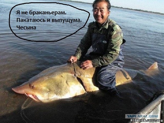бамбук на службе рыбака сканворд бамбук на службе рыбака сканворд