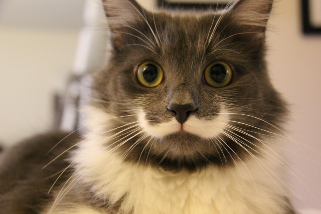 20 очень веселых фотографий котов с забавными комментариями их владельцев