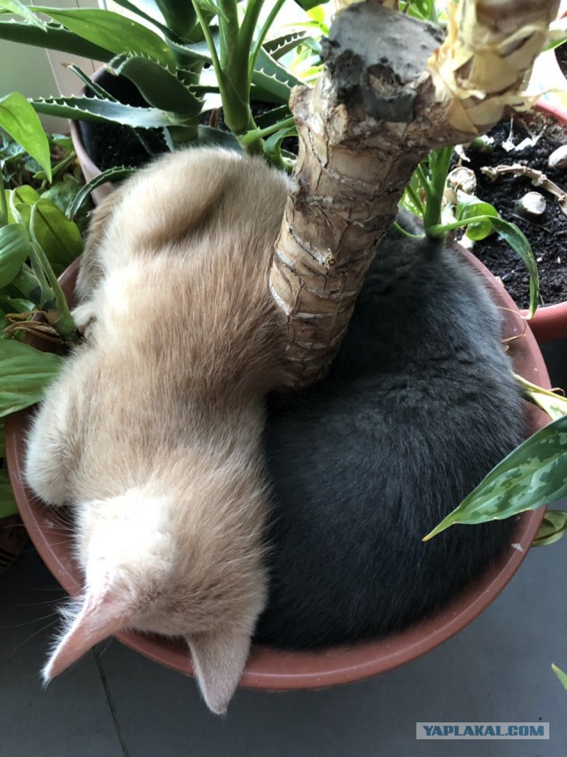 Котовторник! начнем? 04.06.19