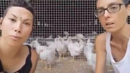 "Насилуют!": веганы заявили о недопустимости совместного содержания разнополой птицы на ферме