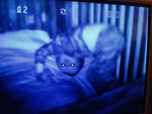 Жутковатые ночные кадры из детских комнат