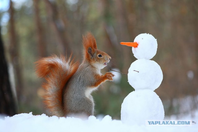 Белки на фотосессии