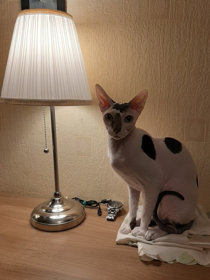 Вот мой кот с лампой