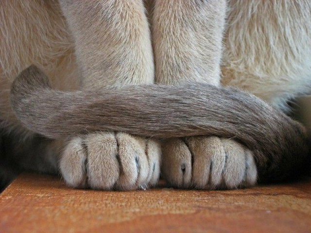 Депутат просит запретить делать кошкам «мягкие лапки»