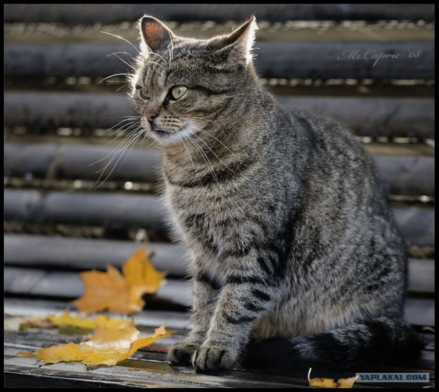 Котовторник на ЯПлакалъ