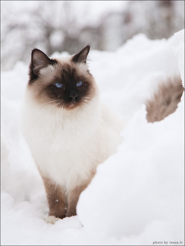 Голубые глаза в снегах
