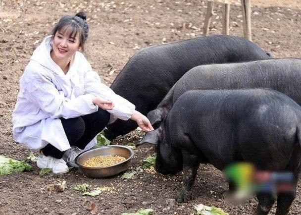 В Китае батя пообещал 300 свиней человеку, который возьмет замуж его дочь