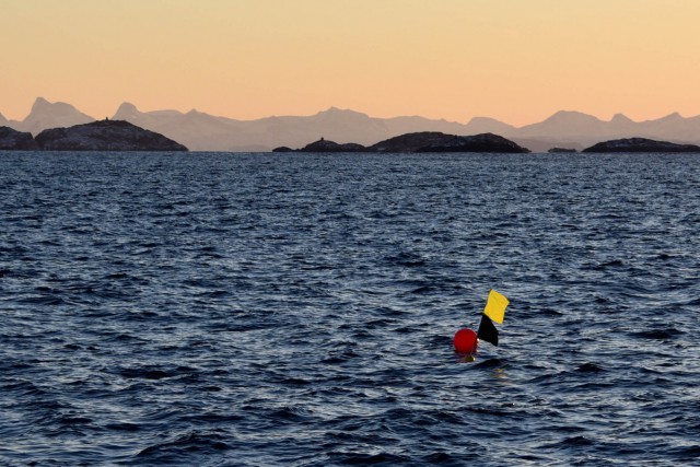 Норвежские рыбаки заметили в океане белуху с камерой GoPro и надписью «Оборудование Санкт-Петербурга»