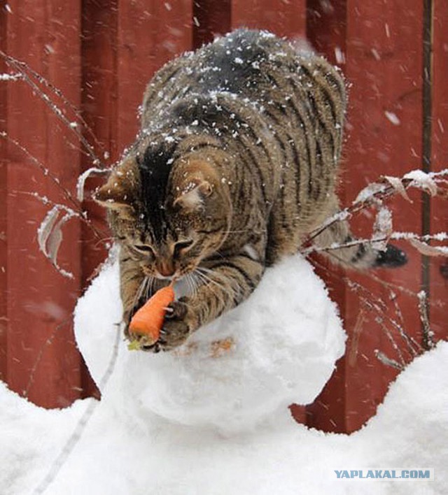 Котэ, которых застали врасплох