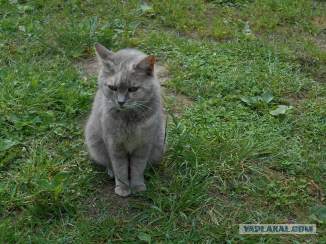 Жизнь домашнего приюта для котеек 171