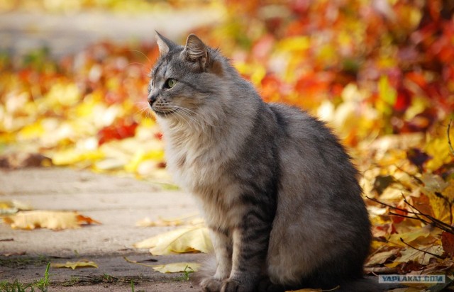 Котовторник на ЯПлакалъ