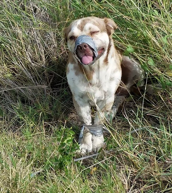 В канаве нашли живого пса со связанными лапами и скотчем вокруг морды