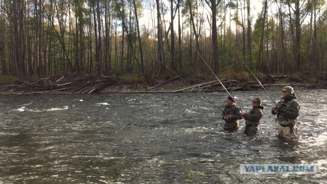 Брось мушку или хариусу голец!