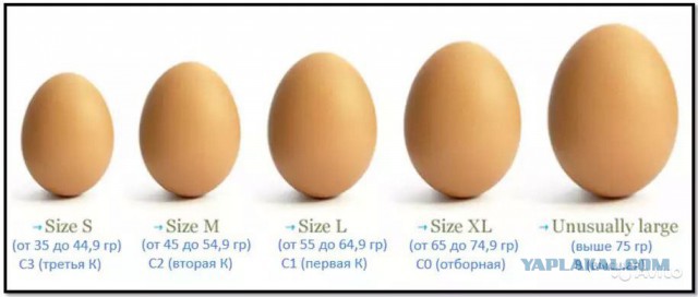 Жизнь с БОЛЬШИМИ яйцами: плюcы и мунуcы!