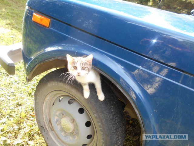 Жизнь домашнего приюта для котеек 133