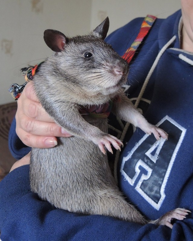 Метровых крыс-гигантов завел у себя дома зоолог из Ленобласти