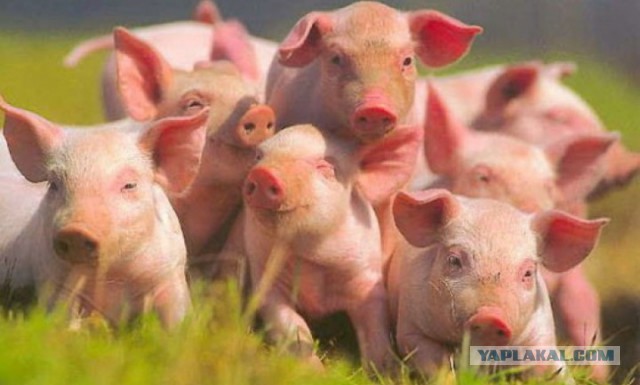 Европейское свиноводство потеряло €580 млн