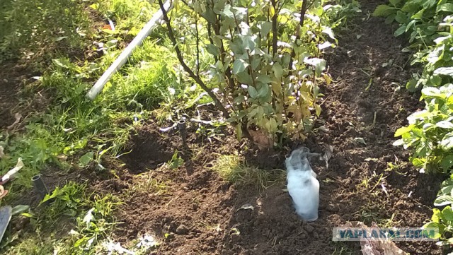 Туманное утро в кротовьем аду