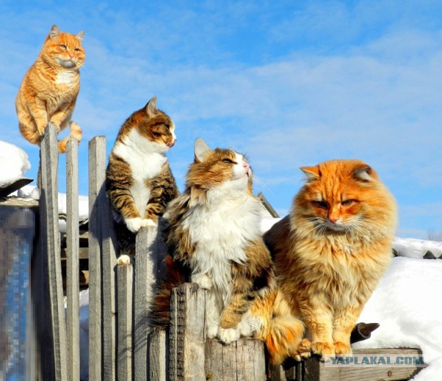 Забавные картинки с котами из сети