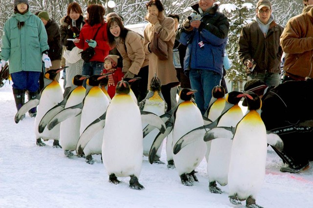 Торжественный парад пингвинов