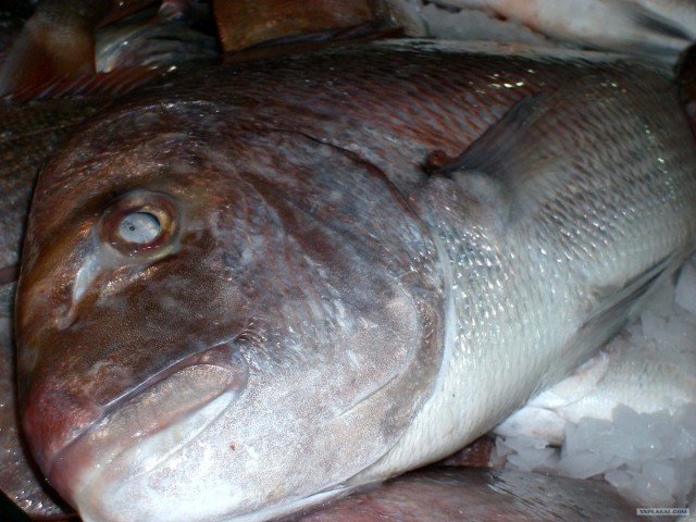 Рыбный ларёк в Новой Зеландии