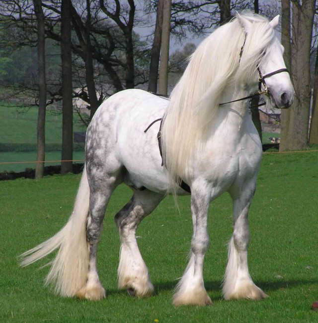 15 лошадей, от красоты которых спирает дыхание