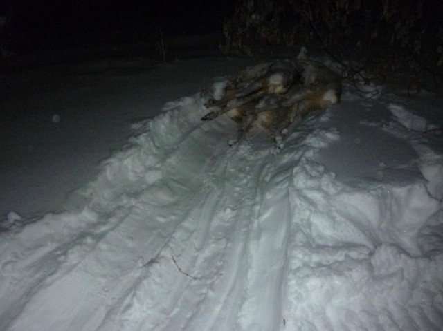 В Белгородской области пять косуль покончили с собой, бросившись под снегоход