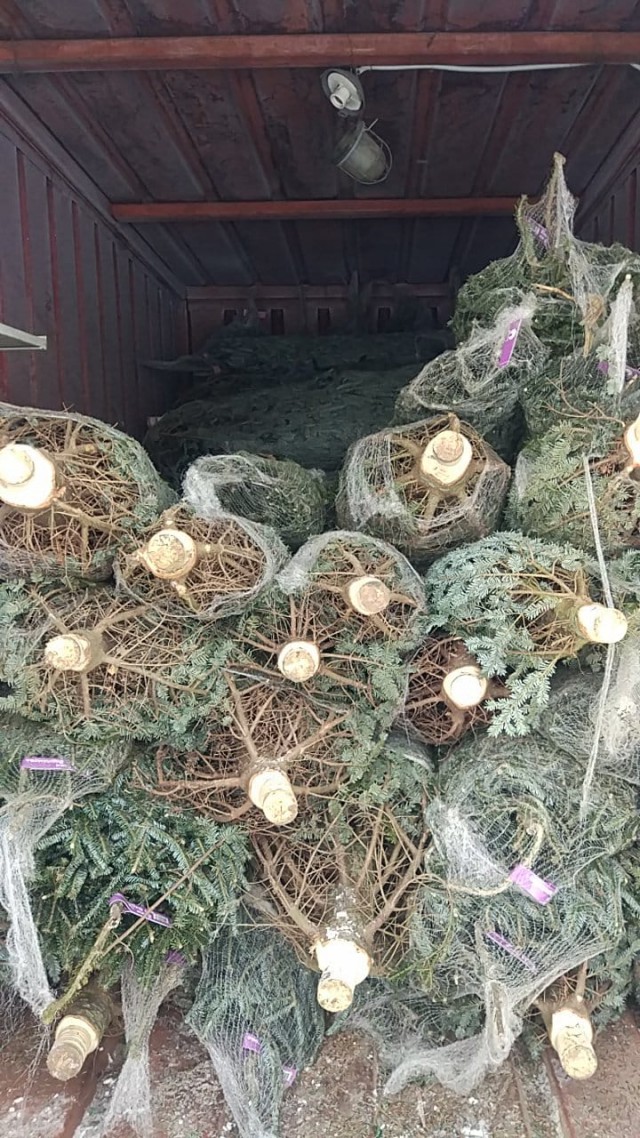 Уралец закупил элитные новогодние ёлки у Варламова на 1,5 миллиона, но они оказались никому не нужны